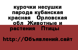 курочки несушки парода кубанская красная - Орловская обл. Животные и растения » Птицы   